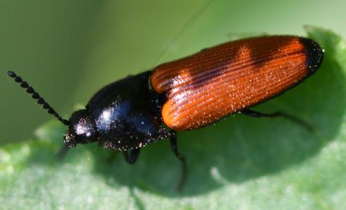 Ampedus elongatulus